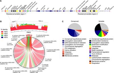 Emerging Variants of the Integrative and Conjugant Element ICEMh1 in Livestock Pathogens: Structural Insights, Potential Host Range, and Implications for Bacterial Fitness and Antimicrobial Therapy